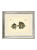 Brookpace antique fish mirror 40x50cm, UK version