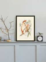 Next Brookpace Lascelles Leadbeater s Cockatoo by Elizabeth Gould Framed Art Print, Black, 40 x 50 cm- Buy online at McGrocer