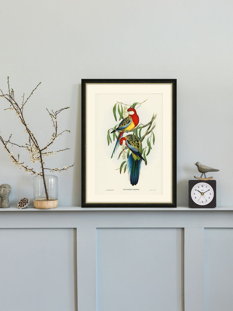 Brookpace Rosehill Parakeet framed print 40x50 - British product