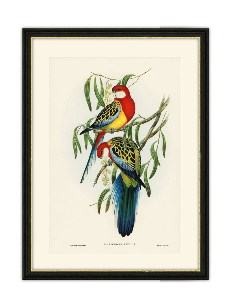 Brookpace Rosehill Parakeet framed print 40x50 - British product