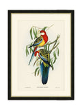 Brookpace Rosehill Parakeet framed print 40x50 - British product