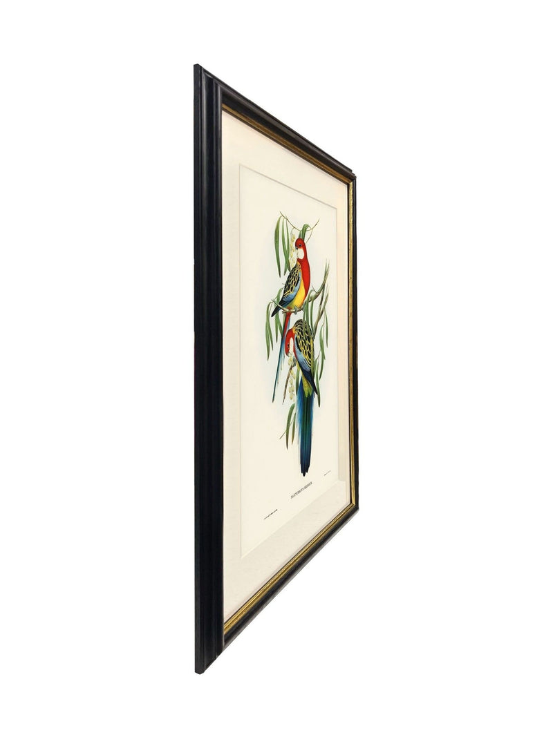 Brookpace Rosehill Parakeet framed print 40x50 - British product