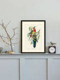 Brookpace Rosehill Parakeet framed print 40x50 - British product