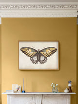 Next Graham & Brown Multicolour Whimsical Wings Framed Wall Art- Buy online at McGrocer