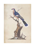 Graham & Brown Blue Perched Serenity framed art, UK version