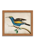 Graham & Brown Ready For Flight wood frame (British brand)