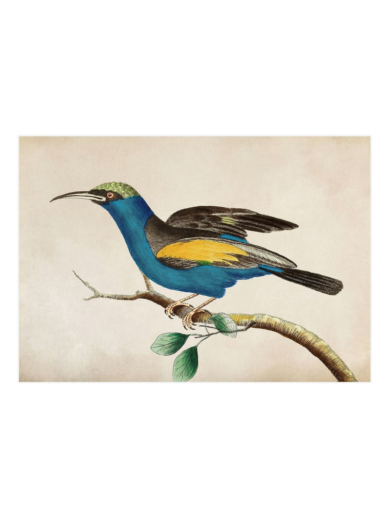 Graham & Brown Ready For Flight wood frame (British brand)
