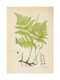 Graham & Brown Green Branching Life wood frame botanical art, UK version