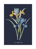 Graham & Brown Glasshouse Iris wall art - British product