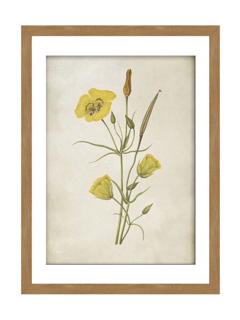 Graham & Brown framed wall art yellow wildflower - British product