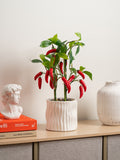 Scottish Everlastings green artificial chilli plant 49cm, UK version