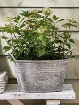 Next Dibor Silver Galvanised Tub Planter Medium- Buy online at McGrocer