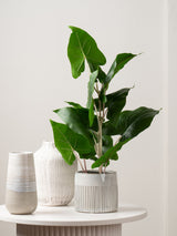 Next Scottish Everlastings Ltd Green Artificial Typhonium Plant 48cm- Buy online at McGrocer