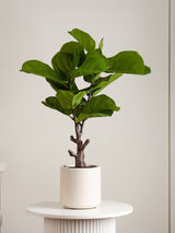 Next Scottish Everlastings Ltd Green Artificial Fiddleleaf Fig Tree in Chunky Pot (75cm)- Buy online at McGrocer