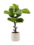 Scottish Everlastings artificial fiddleleaf fig tree 75cm in chunky pot (British brand)