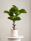 Scottish Everlastings artificial fiddleleaf fig tree 75cm in chunky pot (British brand)