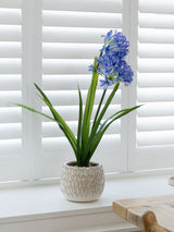 Next Scottish Everlastings Ltd Blue Artificial Garden Hyacinth in Ceramic Pot- Buy online at McGrocer