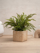 Next Scottish Everlastings Ltd Green Artificial Fern in Travertine Style Pot 43cm- Buy online at McGrocer