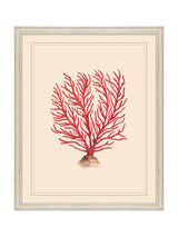 Next Brookpace Lascelles Red/White Coral Coastal Wall Art Frame, 55.5x45.5cm- Buy online at McGrocer