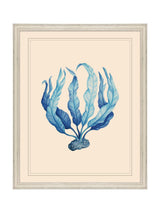 Next Brookpace Lascelles Blue/White Seaweed Coastal Wall Art- Buy online at McGrocer