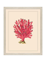 Next Brookpace Lascelles Red/White Coral VI Coastal Wall Art- Buy online at McGrocer