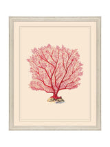 Next Brookpace Lascelles Red and White Coral VII Coastal Wall Art- Buy online at McGrocer