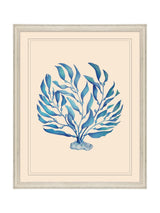 Next Brookpace Lascelles Blue/White Seaweed II Coastal Wall Art- Buy online at McGrocer