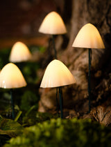 Next The Solar Centre Forest XL Mushroom Stake Lights 6 Pack Warm White- Buy online at McGrocer