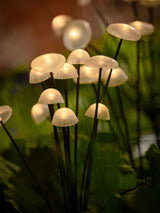Next The Solar Centre Warm White Woodland Solar Mushroom Lights (Set of 5)- Buy online at McGrocer