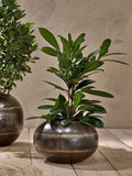 Nkuku aged black Endo iron hanging planter (British brand)