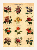 Laura Ashley medium botanical wall art frame (British brand)