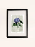 Laura Ashley blue hydrangea wall art medium frame (British brand)