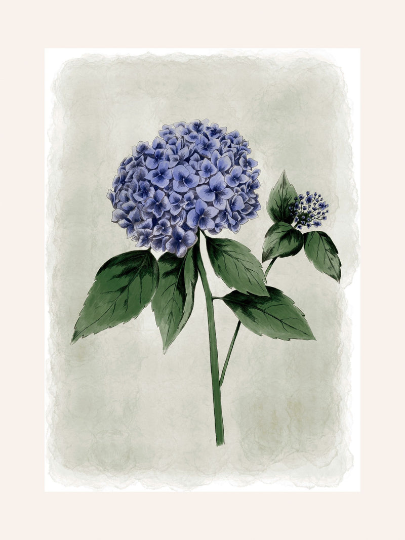 Laura Ashley blue hydrangea wall art medium frame (British brand)