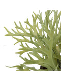 Gallery Home green faux platycerium ceramic plant pot 28cm, UK version