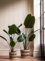 Next Gallery Home Green Faux Potted Travellers Palm Tree 4ft- Buy online at McGrocer