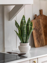 Next Gallery Home Natural Faux Snake Plant Artificial Indoor Plant in Ceramic Pot- Buy online at McGrocer