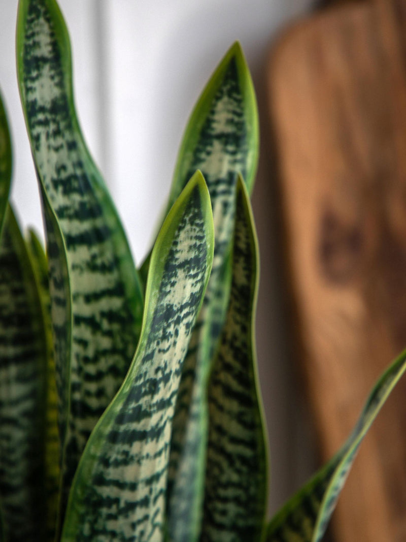 Gallery Home natural faux snake plant in ceramic pot 52cm tall, UK version
