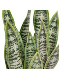 Gallery Home natural faux snake plant in ceramic pot 52cm tall, UK version