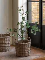 Next Gallery Home Green Faux Potted Rhodoleia Artificial Tree 3ft- Buy online at McGrocer