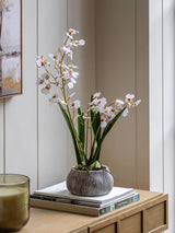 Next Gallery Home White Faux Orchid in Low Ceramic Pot- Buy online at McGrocer