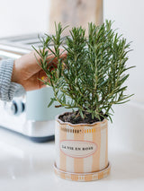 Next Yvonne Ellen Orange Stripe Planter with Saucer 10.5cm- Buy online at McGrocer