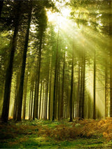 Next Origin Murals Evergreen Spruce Matte Non-Woven A3 Wall Mural Sample- Buy online at McGrocer