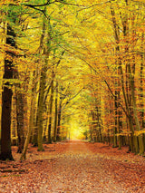 Next Origin Murals Spice Autumn Forest Wall Mural Sample A3- Buy online at McGrocer