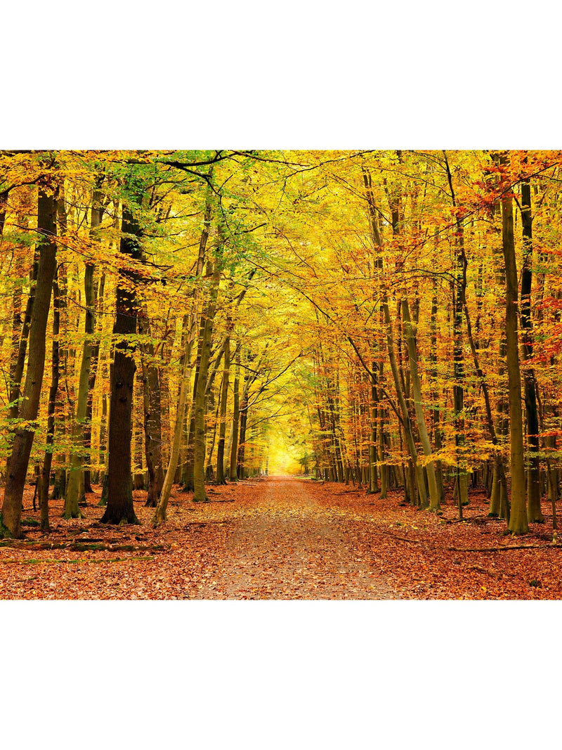 Origin Murals Autumn Forest wallpaper mural sample A3, UK version
