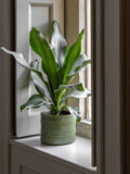 Gallery Home Green Ceramic Embossed Planter, imported from the UK