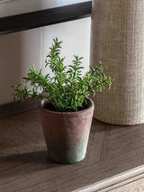 Next Gallery Home Artificial Rosemary Plant in Red Terracotta Pot - 23cm- Buy online at McGrocer