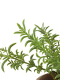 Gallery Home red potted rosemary in terracotta pot, imported from the UK