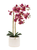 Gallery Home brown orchids in moss dot pot 61cm high - British product