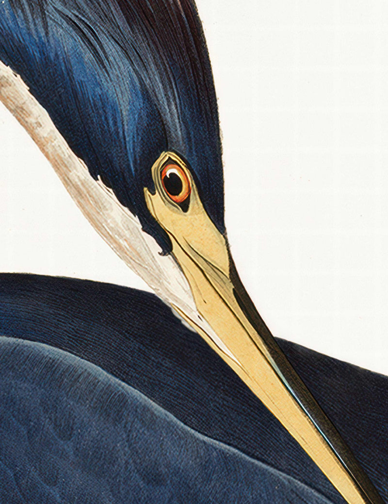 Gallery Direct framed art print Louisiana Heron large (British brand)