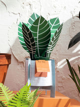 Next Hallmark Green For You Zebra Plant 3D Pop Up Greeting Card- Buy online at McGrocer